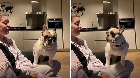 French Bulldog Has The Most Hilarious Reaction To Owner's Untalented Singing