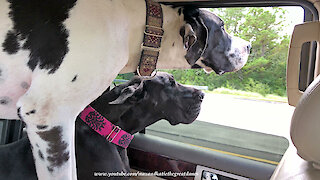 Funny Great Danes' Ears and Lips Blow In The Wind