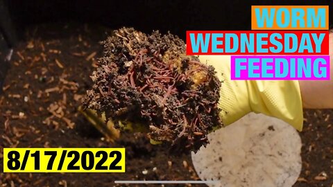 Worm Wednesday Feeding 1 lb red wiggler bin 8/17/2022