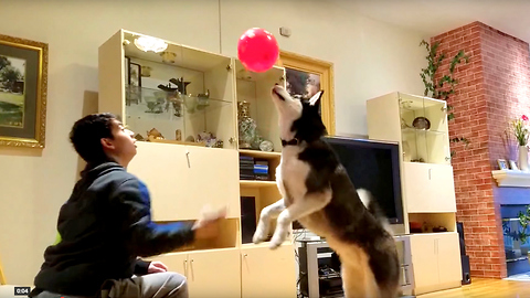 Cute Siberian Husky Max Enjoys Playing Balloons at Home