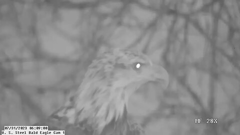 USS Bald Eagle Cam 1 7-31-23 @ 6:07 am Sub adult in the USS nest for morning leftovers.