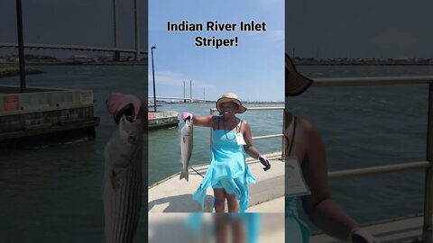 Indian River Inlet Striper #striper #indianriverinlet #stripedbass