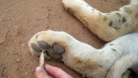 Tickling an adorable lion cub