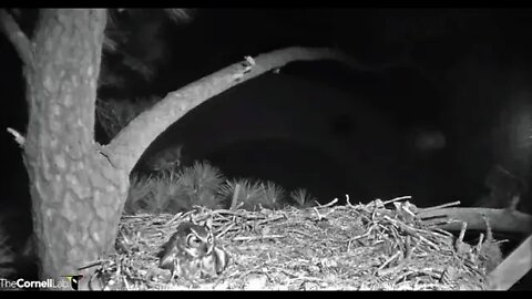 Snack Time For Mom and Her Owlet 🦉 2/26/22 21:10