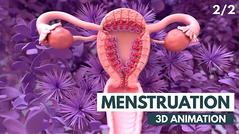 Menstrual Cycle Basics | 3D animation (2/2)