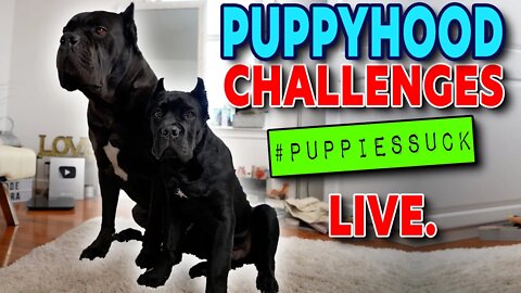 Puppyhood CHALLENGES! LIVE. #PuppiesSuck In The Doghouse With The Coreys