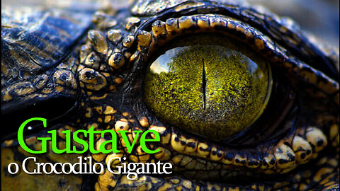 Gustave o Crocodilo Gigante | Gustave the Giant Crocodile | JV Jornalismo Verdade