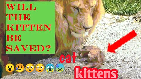 Will the kitten be saved??? With lions cubs 😢😮😳