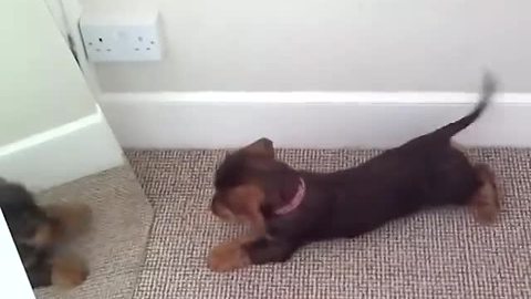 Dachshund puppy does her best to play with mirror reflection