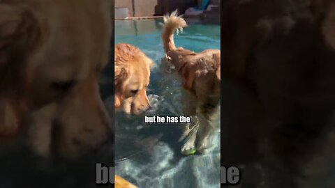 Dogs Lose Ball in the Pool!