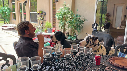 Hungry Great Danes Try To Convince Dad To Part With His Pizza