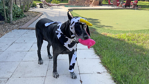 Funny Great Dane Lobster & Cow Halloween Costume Wardrobe Malfunction