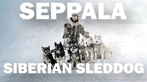 Five Facts About the Seppala Siberian Sleddog