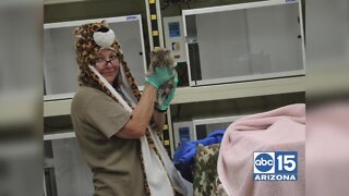 Southwest Wildlife Conservation Center rehabilitates thousands of sick, injured, orphaned or displaced wild animals.