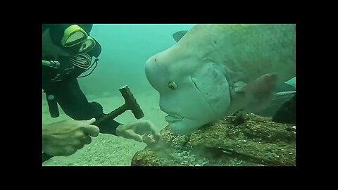 An Incredibly Nosy Fish! FUNNIEST Animals Video