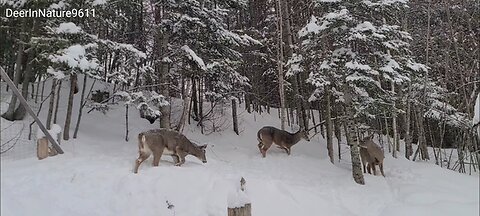 Wild deer come into town looking for food