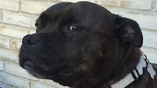 Bull Terrier really doesn't want owner to stop petting him