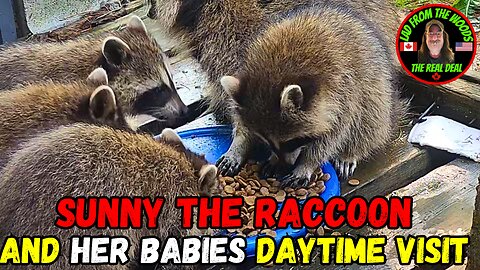 July 25th, 2023 | Sunny The Raccoon And Her Babies Daytime Visit | The Lads Raccoon Vlog-004
