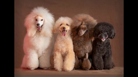 Poodles of the USA: A Journey Through Poodle-Friendly Cities 🐩🗺️