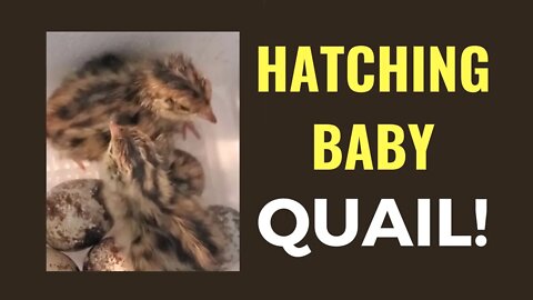 Hatching & Brooding Baby Quail - Kansas City Quail Eggs