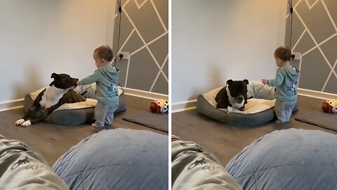 Sweet Baby Gives Her Treat To The Dog