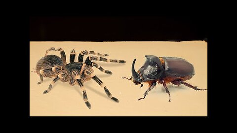 WHAT HAPPENS IF A BIG SPIDER SEES A RHINO BEETLE_