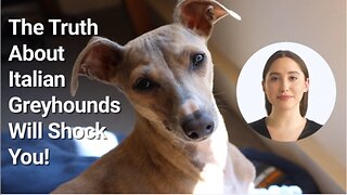The Truth About Italian Greyhounds Will Shock You!