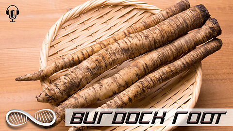 "Blood Purifying" and seven other Benefits of Burdock Root 🌿