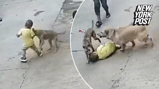 Protective pooch saves kid from dog attack