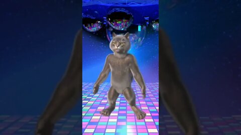 Funny Cat 😍 Dance #shorts #cat #cats #catstagram