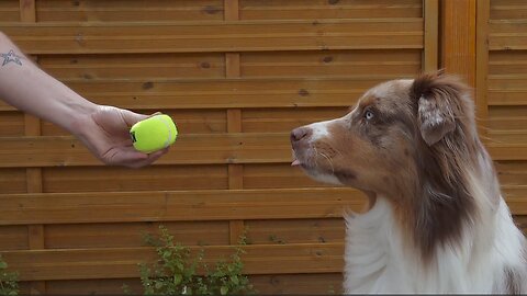 Dog Sticks His Tongue Out Every Time The Ball Squeaks