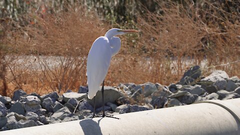 Great Egret at Yolo Bypass Wildlife Area Close Up