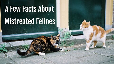 A Few Facts About Mistreated Felines