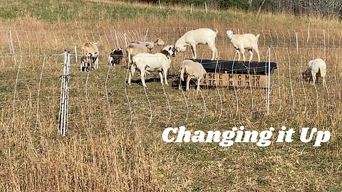 Why You Need to be Flexible With Rotational Grazing...