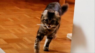 Little Cat fetching spoons like a Dog