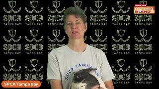 SPCA Tampa Bay | Morning Blend