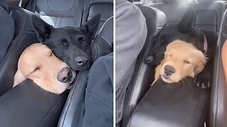 Pups Share Heartwarming Hugs During Car Ride