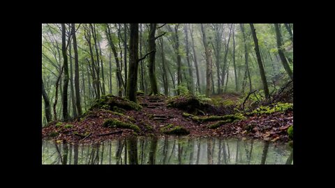 A rainy day in the forest at the Mullerthal Trail in Luxembourg
