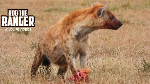 Spotted Hyena Finishing Some Scraps | Maasai Mara Safari | Zebra Plains
