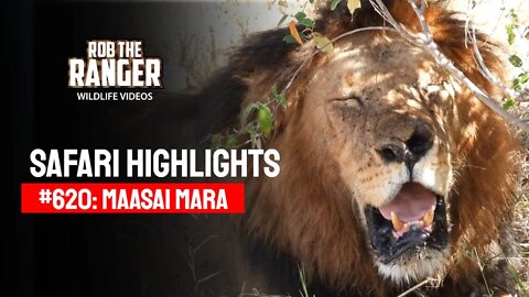 Safari Highlights #620: 24 & 25 August 2021 | Maasai Mara/Zebra Plains | Latest Wildlife Sightings