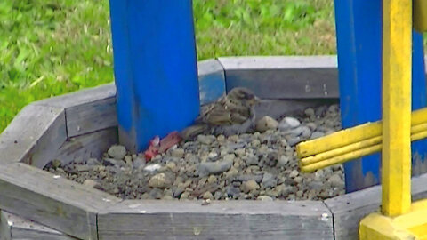 IECV NV #658 - 👀 House Sparrows Taking A Dirt Bath 6-28-2018