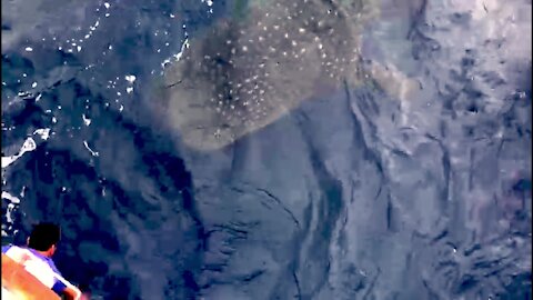 Extremely curious whale shark surfaces to investigate people on boat