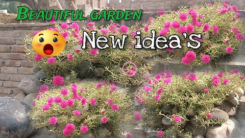 moss rose plant decoration ideas