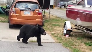 Bear vs. Onewheel | New Denver Village!