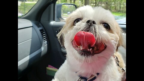 Tongue Tuesday With Rosie The Shihtzu And Her Famous Tongue