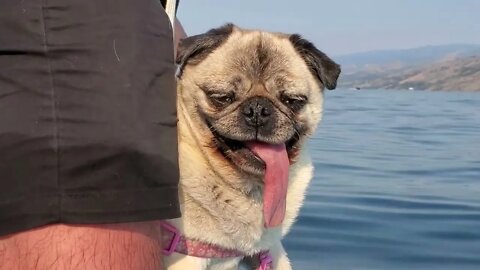Guinness World Record - Pug with 6" Tongue 👅