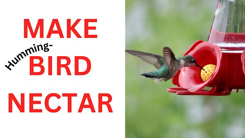 Attract Hummingbirds with this Simple DIY Nectar Recipe