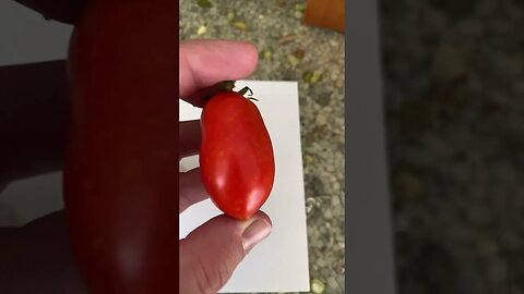 Red Tomatoes and Labeled Powder (Garden Update Summer 2023)