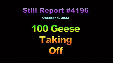 100 Geese Take Off, 4196