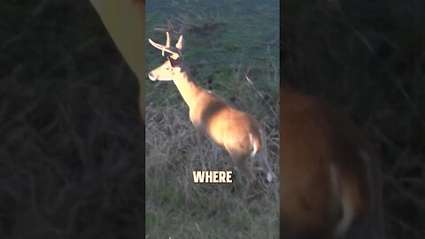 Where would you aim? #deerhunting #deer #hunting #archery #shorts